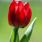 tulp